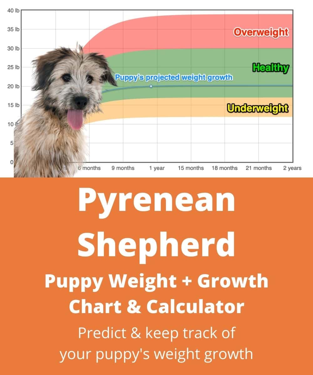 pyrenean-shepherd Puppy Weight Growth Chart